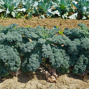 Chou frisé d'automne tardif Westlandse Herfst Kale - Brassica oleracea sabauda Westlandse Herfst Kale - Willemse