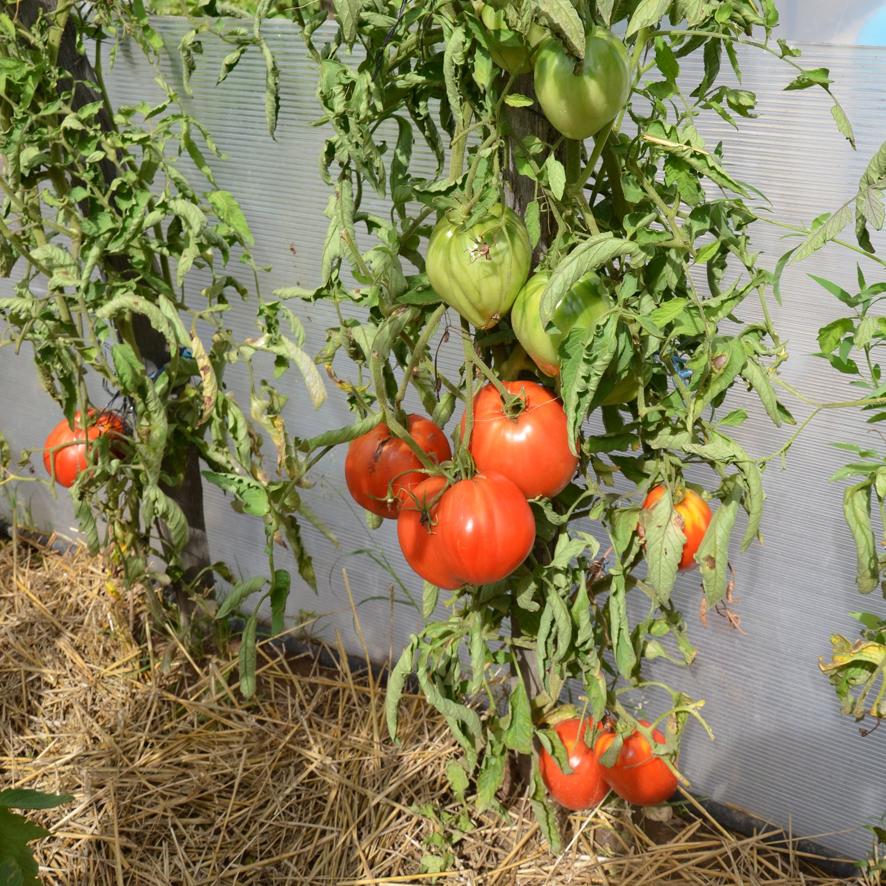 Vente Tomate Coeur de boeuf - Solanum lycopersicum coeur de boeuf