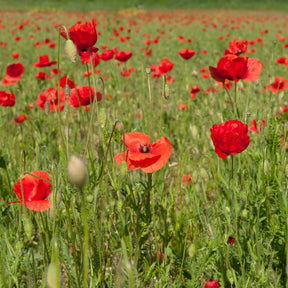 Pavot Red Corn Poppy Bio - Willemse