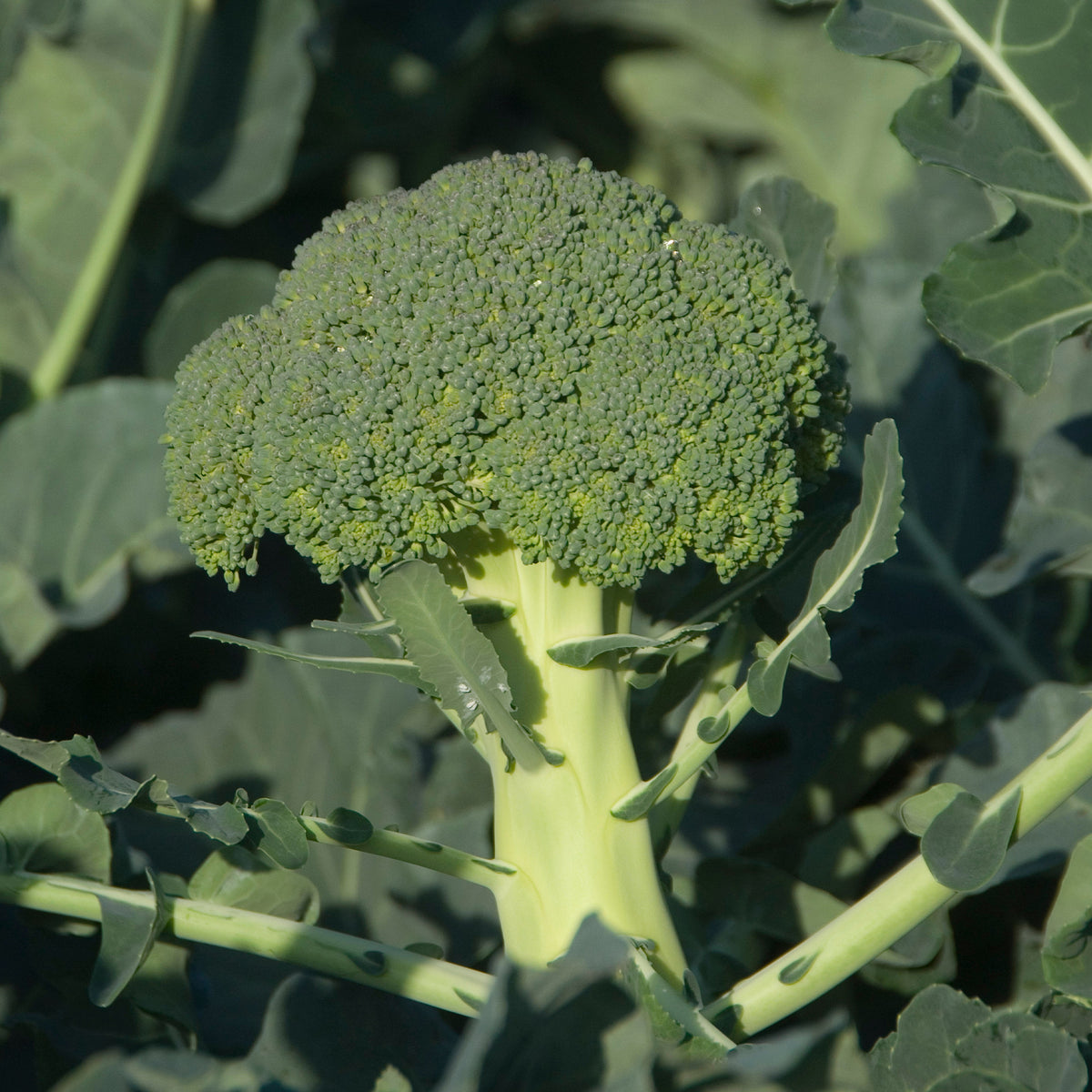 Chou brocoli Calabrese Natalino - Brassica oleracea calabrese natalino - Willemse