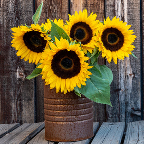 Tournesol à fleur simple naine Sunspot - Willemse