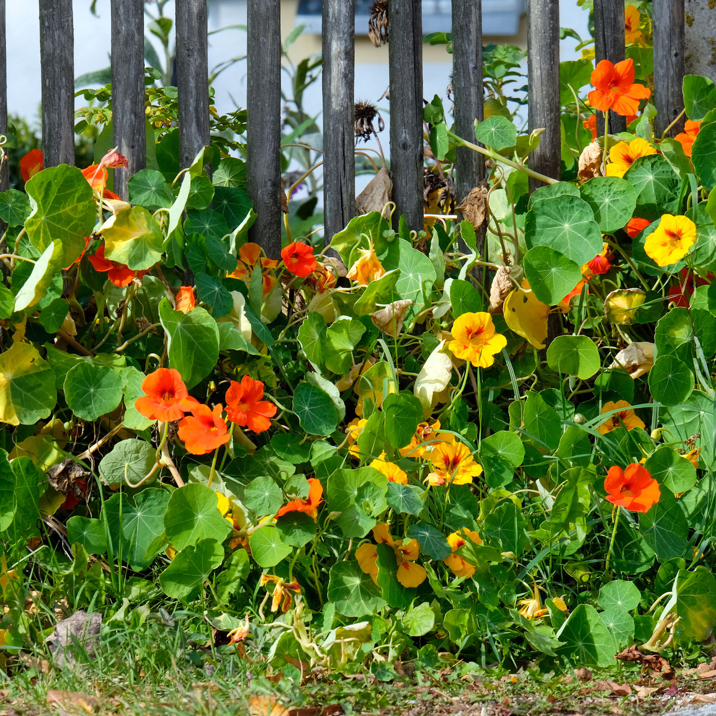 Capucines à grandes fleurs simples en mélange Bio - Willemse