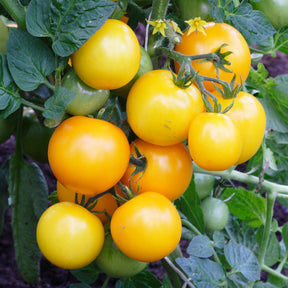 Tomate Cocktail Raisins jaunes