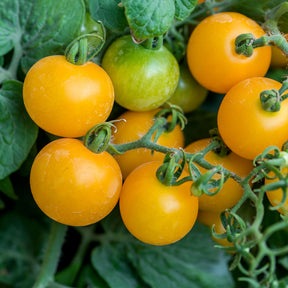 Tomate Cocktail Raisins jaunes