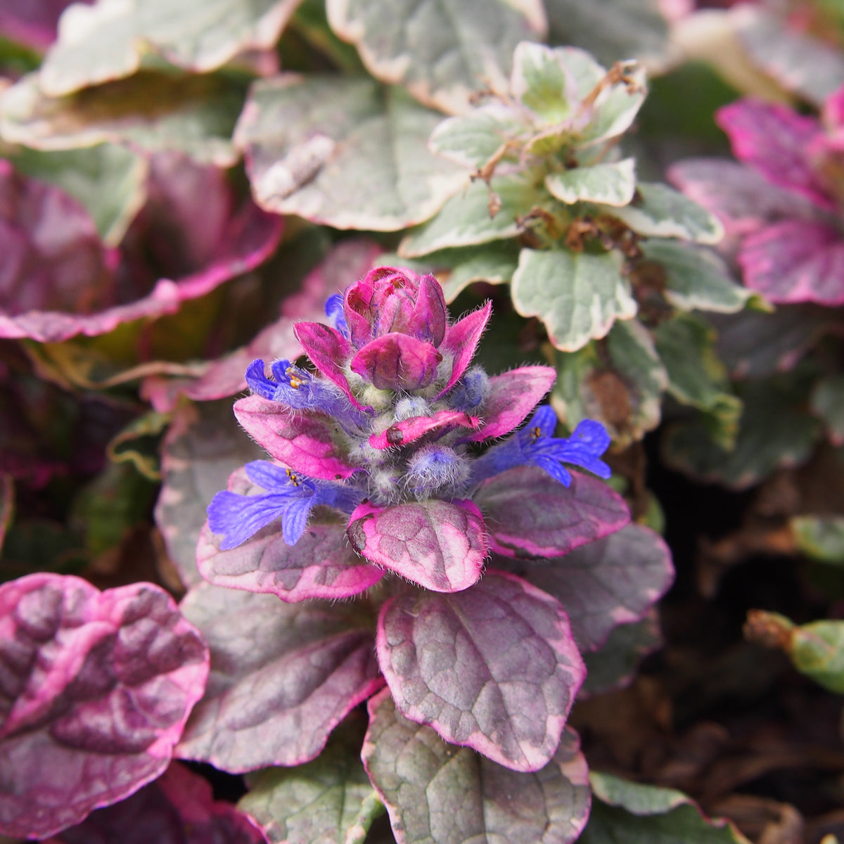 Bugle rampante Burgundy Glow - Ajuga reptans Burgundy Glow - Willemse