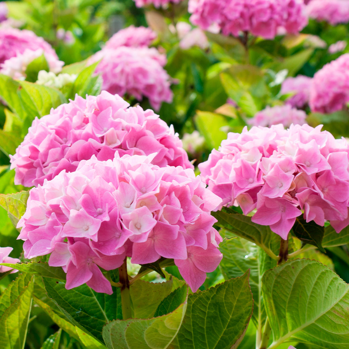 Hortensia rose