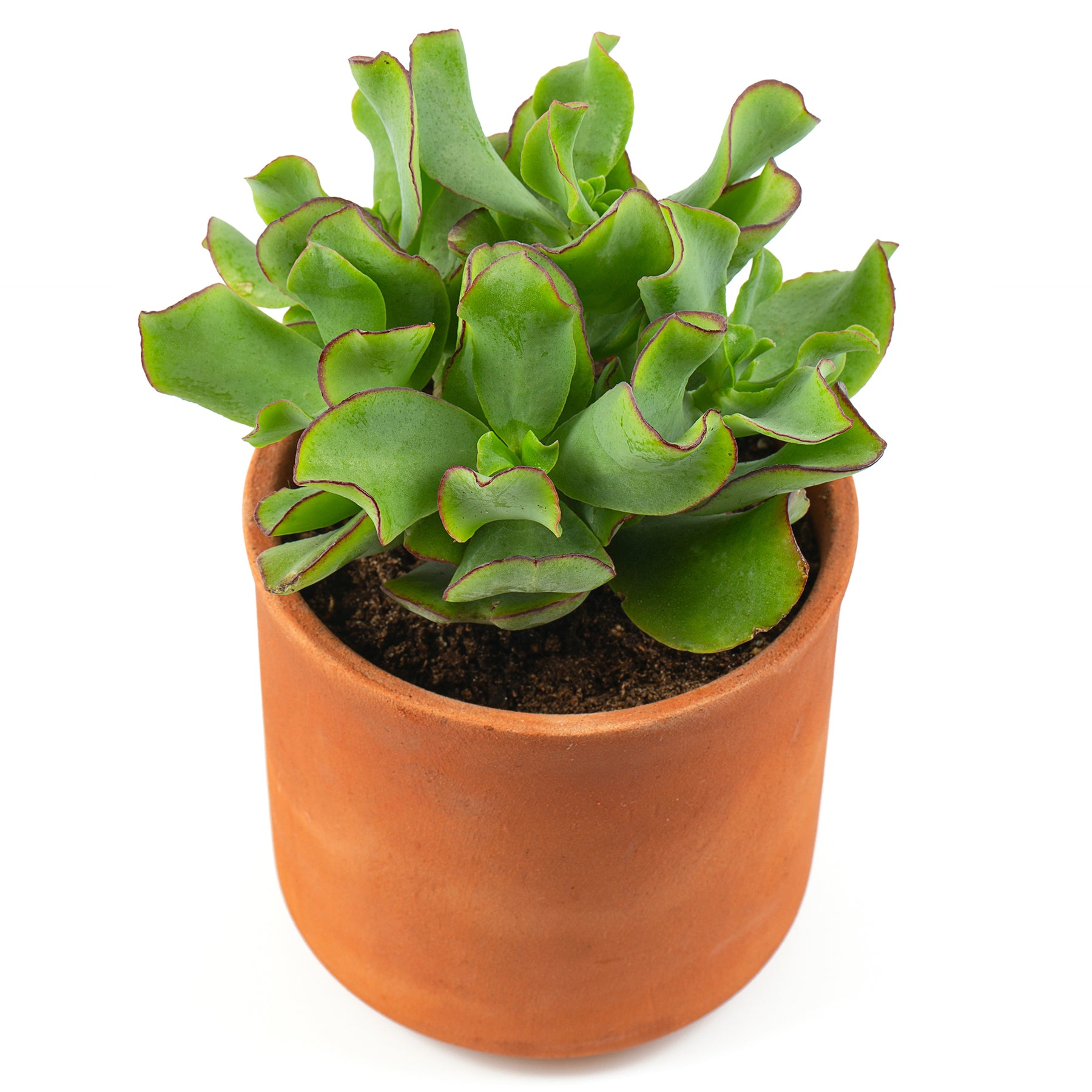 Crassula Arborescens 'Curly Green' - Willemse