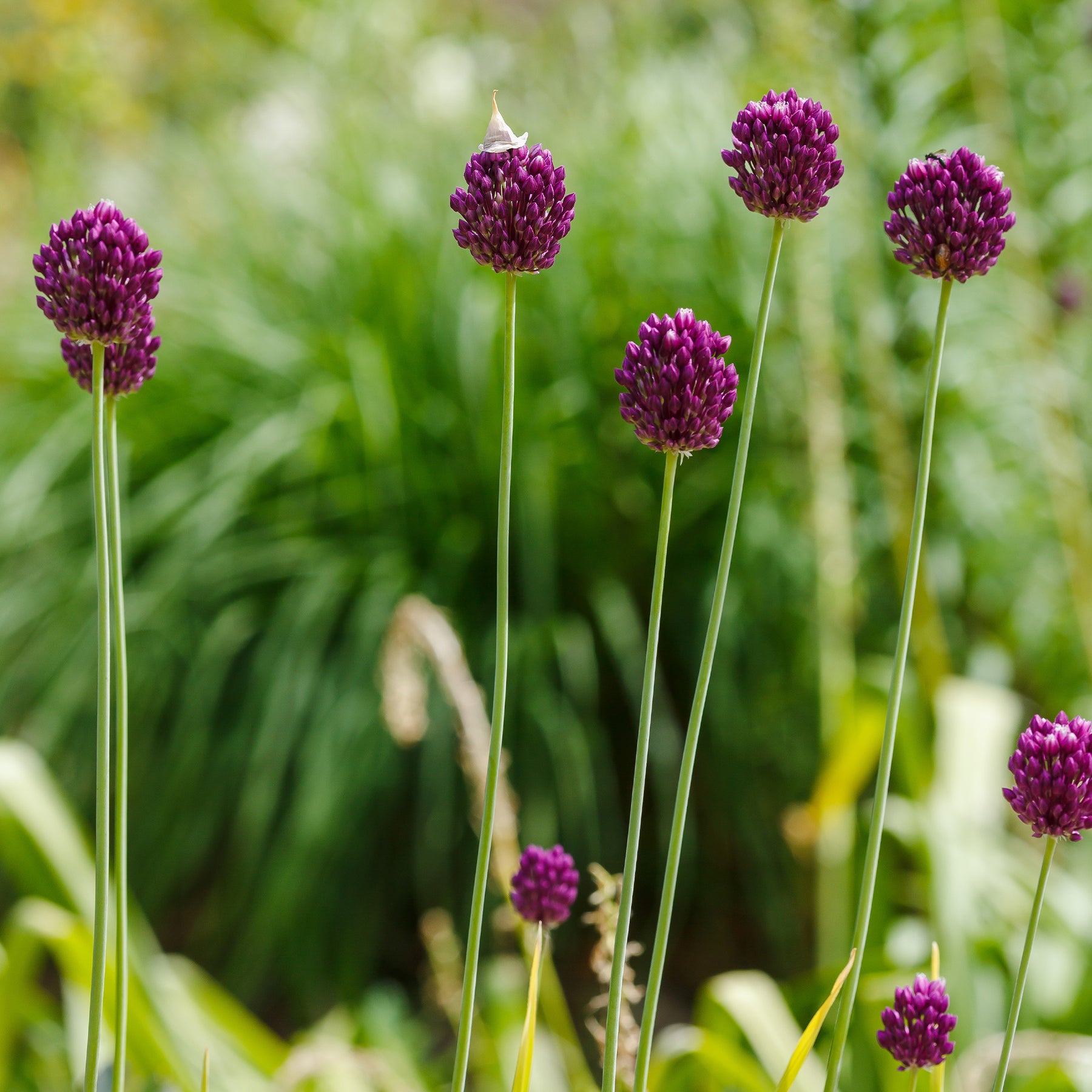 Allium sphaerocephalon - 25 Alliums à tête ronde - Allium