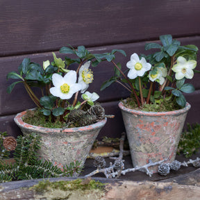 Vente Hellébore Rose de Noël - Helleborus niger