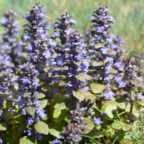 Bugle - Bugle rampante Atropurpurea - Ajuga reptans Atropurpurea