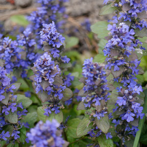Vente Bugle rampante Atropurpurea - Ajuga reptans Atropurpurea