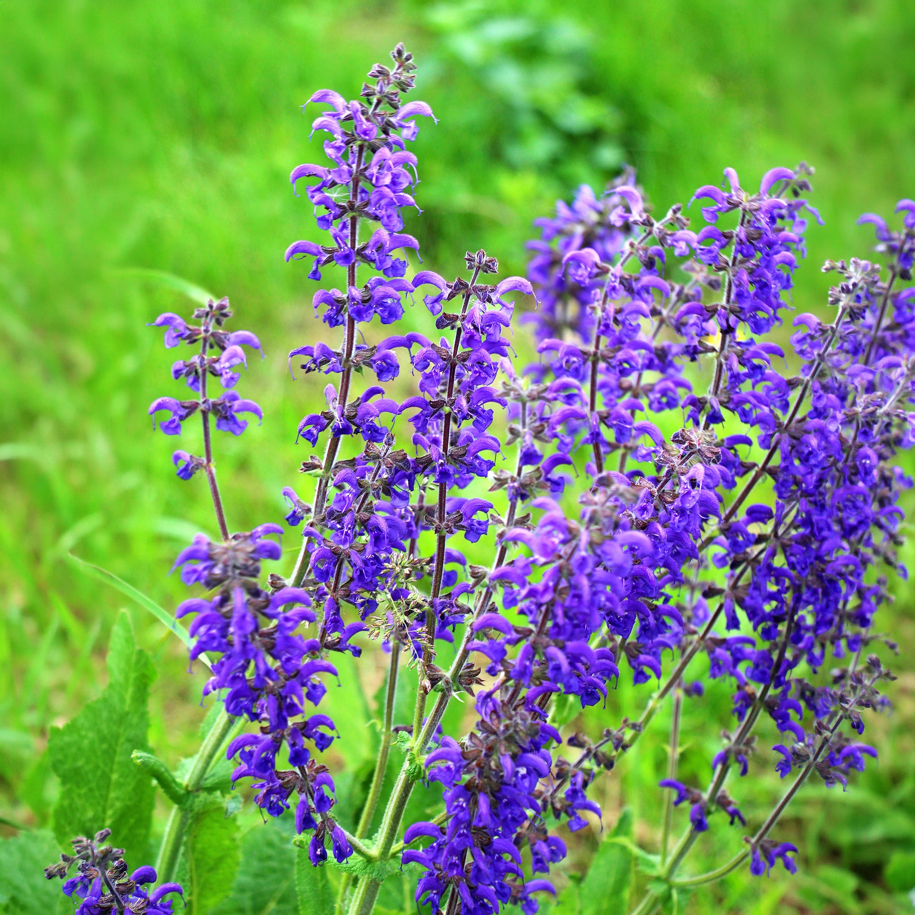 Salvia pratensis - Sauge des prés - Sauges