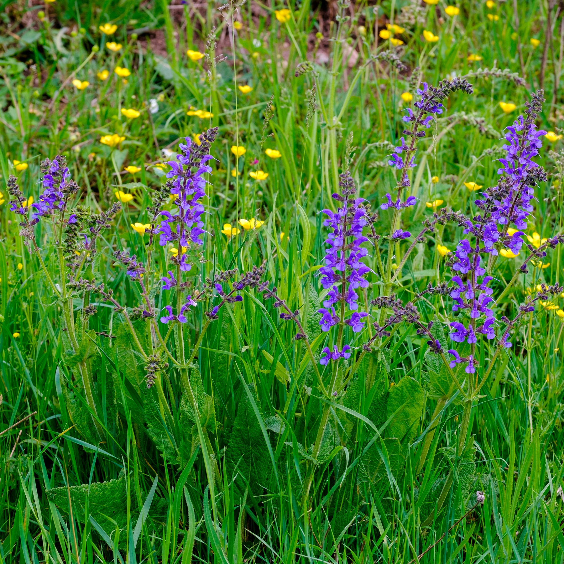 Vente Sauge des prés - Salvia pratensis