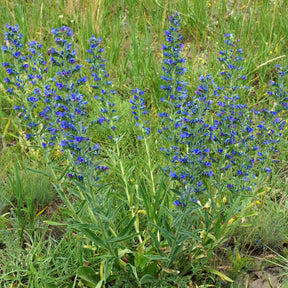 Echium vulgare - Echium vulgare - Vipérine commune - Fleurs vivaces