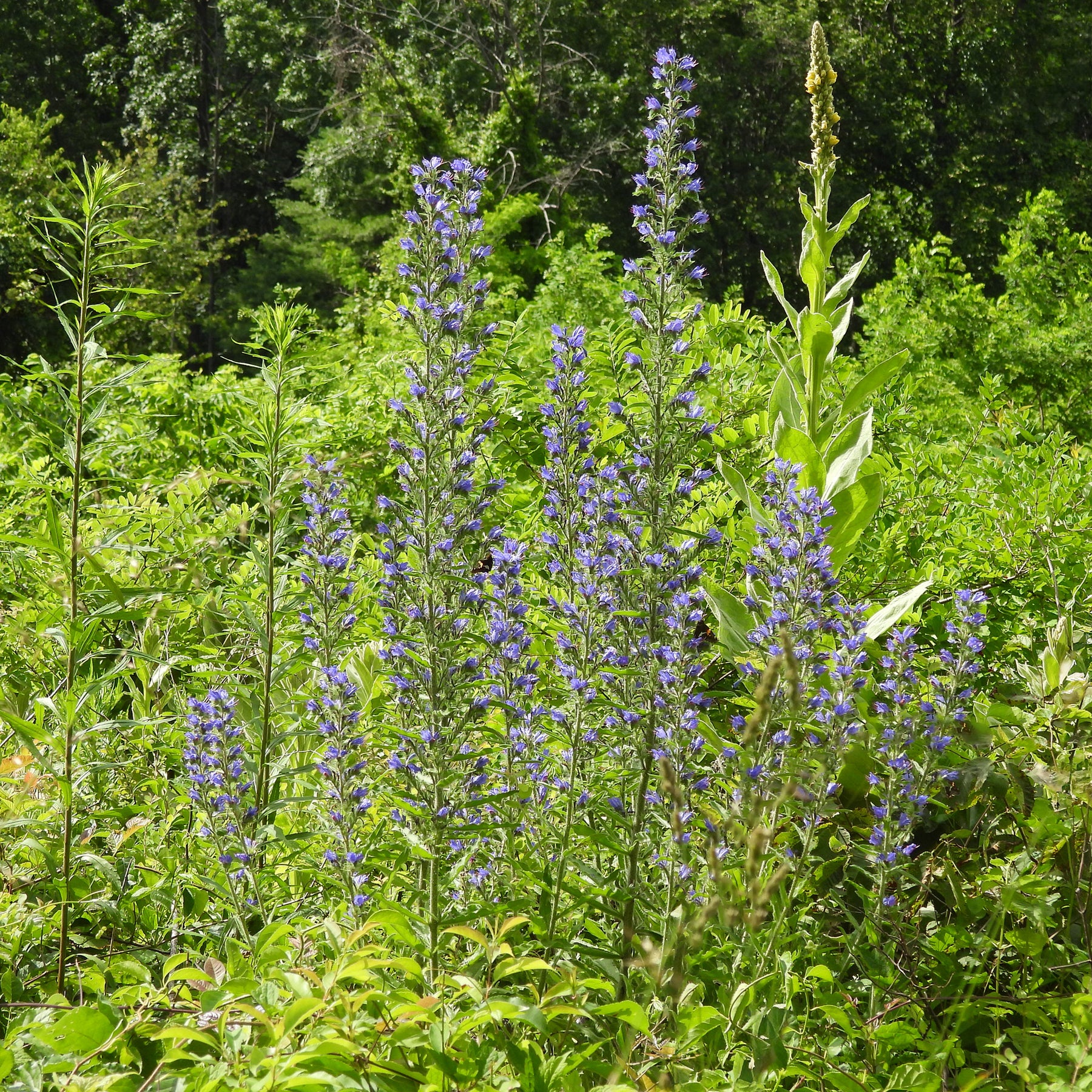 Vente Echium vulgare - Vipérine commune - Echium vulgare