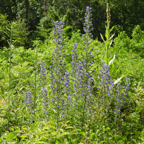 Vente Echium vulgare - Vipérine commune - Echium vulgare