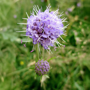 Vivaces sauvages - Succise des prés - Succisa pratensis