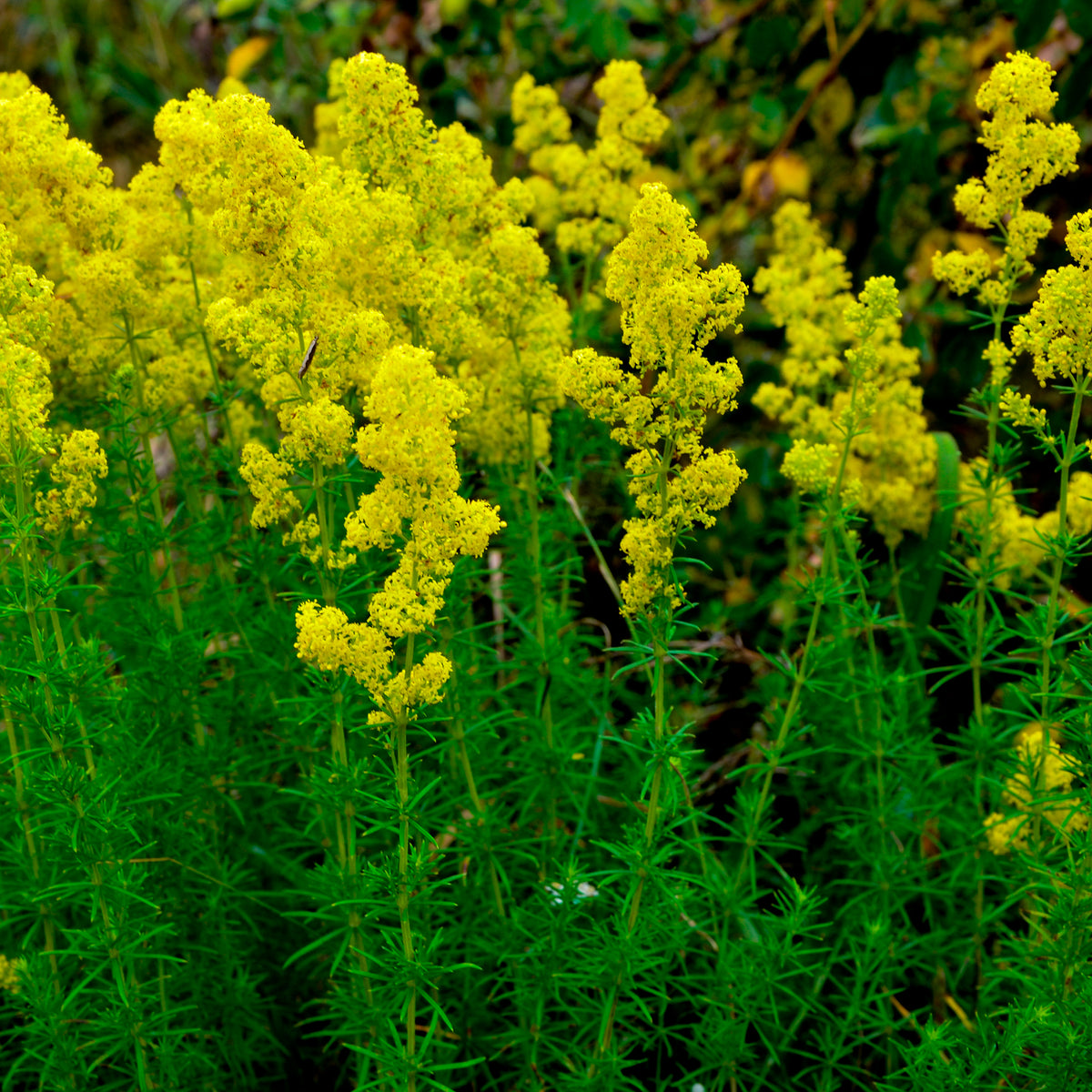 Gaillet jaune Caille-lait jaune