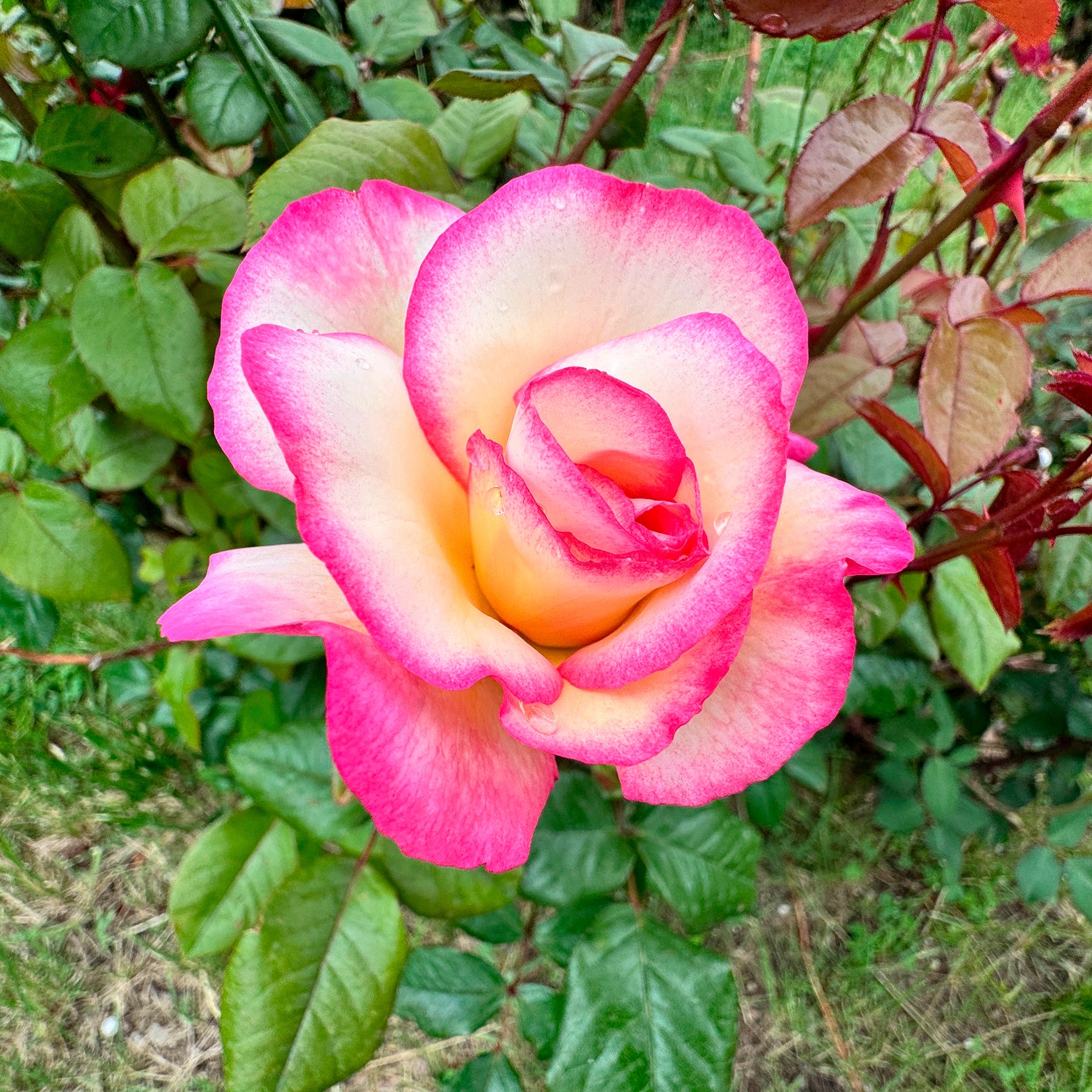 Rosier grimpant Händel - Rosa Haendel - Willemse