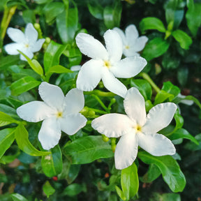 Jasminum polyanthum - Jasmin blanc d'hiver - Jasmins