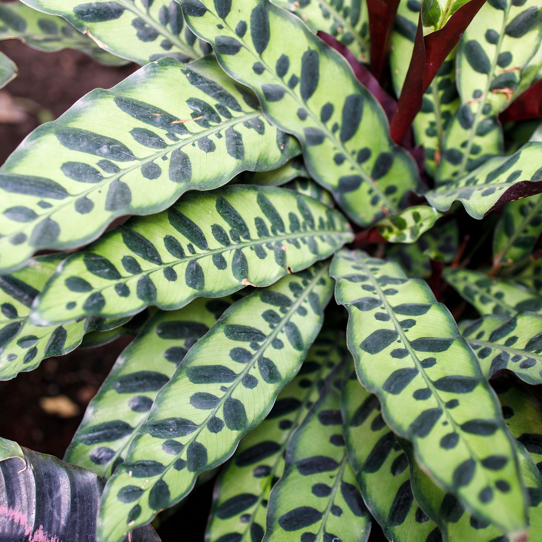 Calathea insignis - Calathéa Insigne - Calathea