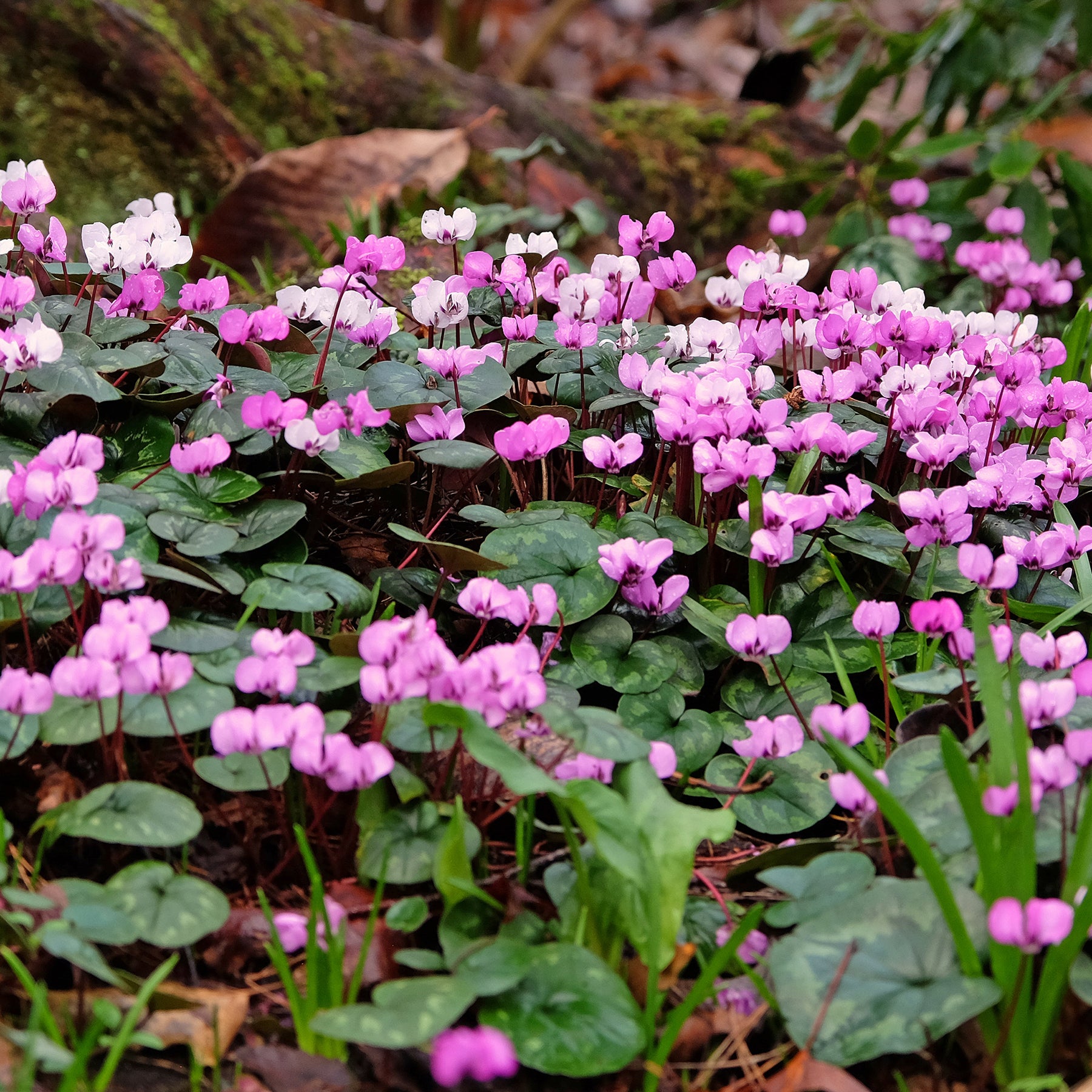3 Cyclamens de l'île de Cos roses