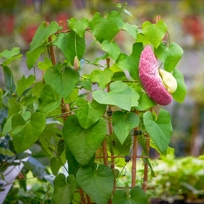 Plantes grimpantes - Aristoloche - Aristolochia macrophylla
