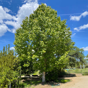 Tulipier de Virginie - Liriodendron tulipifera danny - Willemse