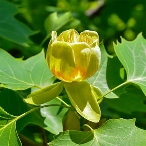 Vente Tulipier de Virginie - Liriodendron tulipifera danny