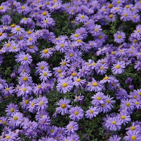 Aster dumosus Lady In Blue