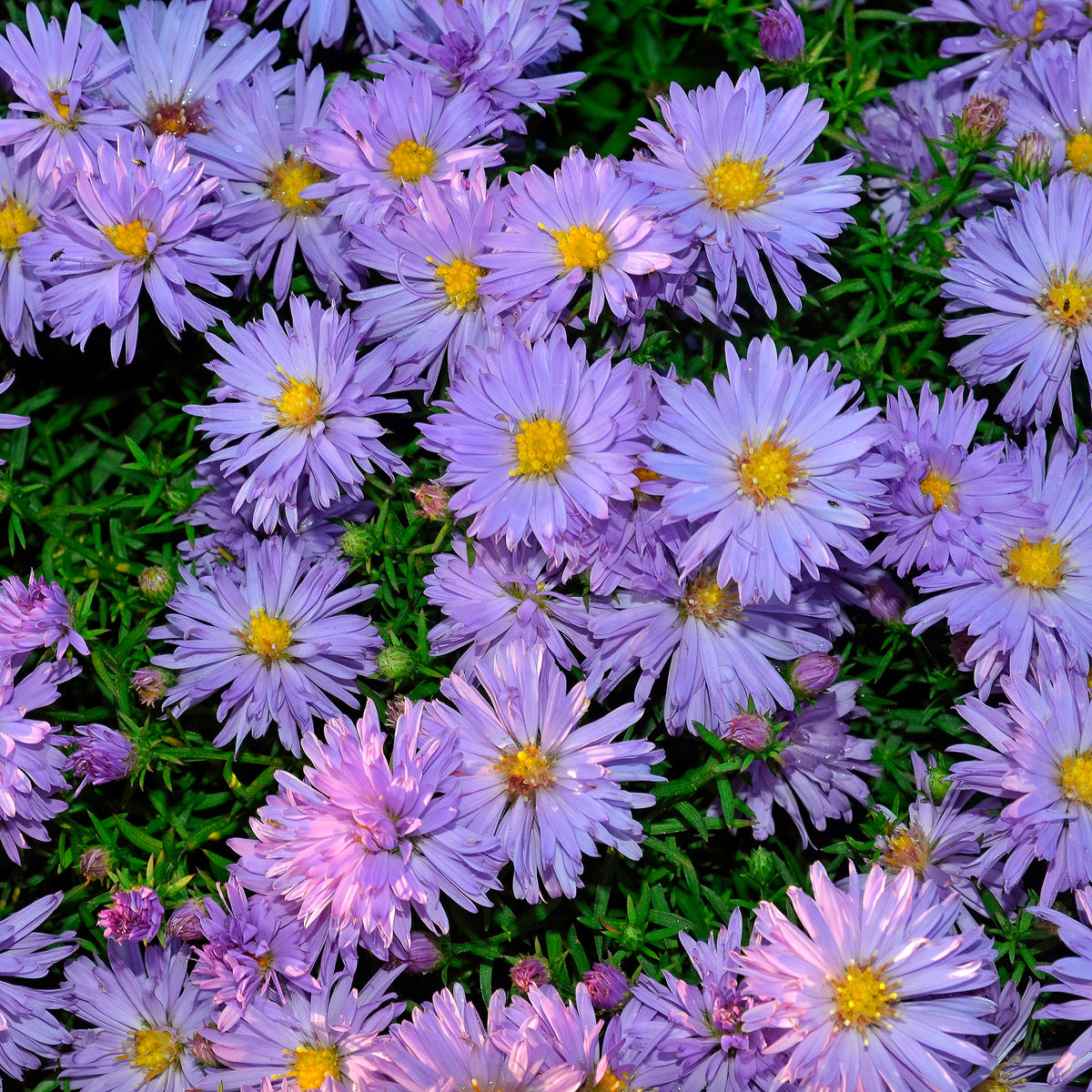 Aster dumosus Lady In Blue