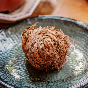 Rose de Jericho - Selaginella lepidophylla - Willemse
