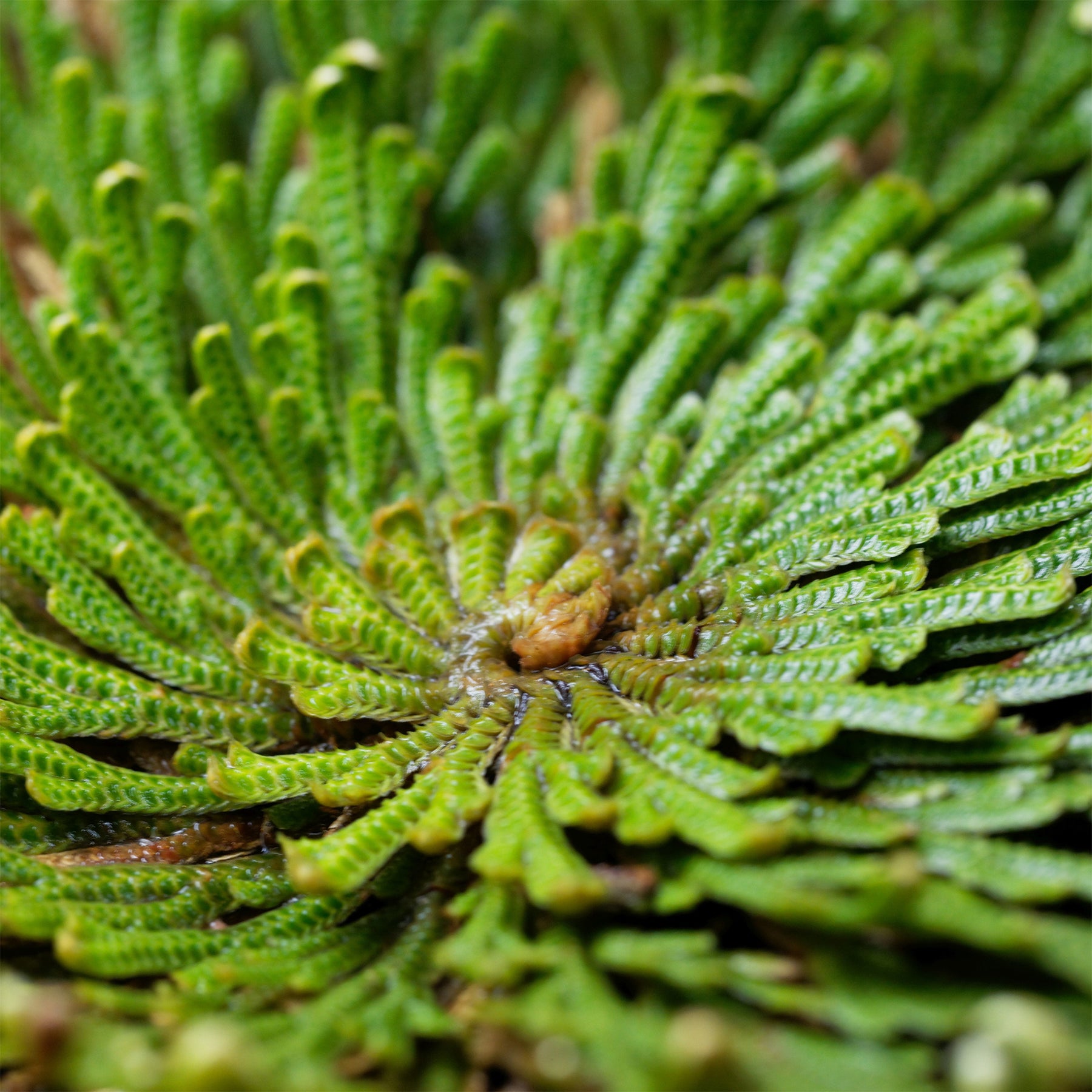 Plantes vertes - Rose de Jericho - Selaginella lepidophylla