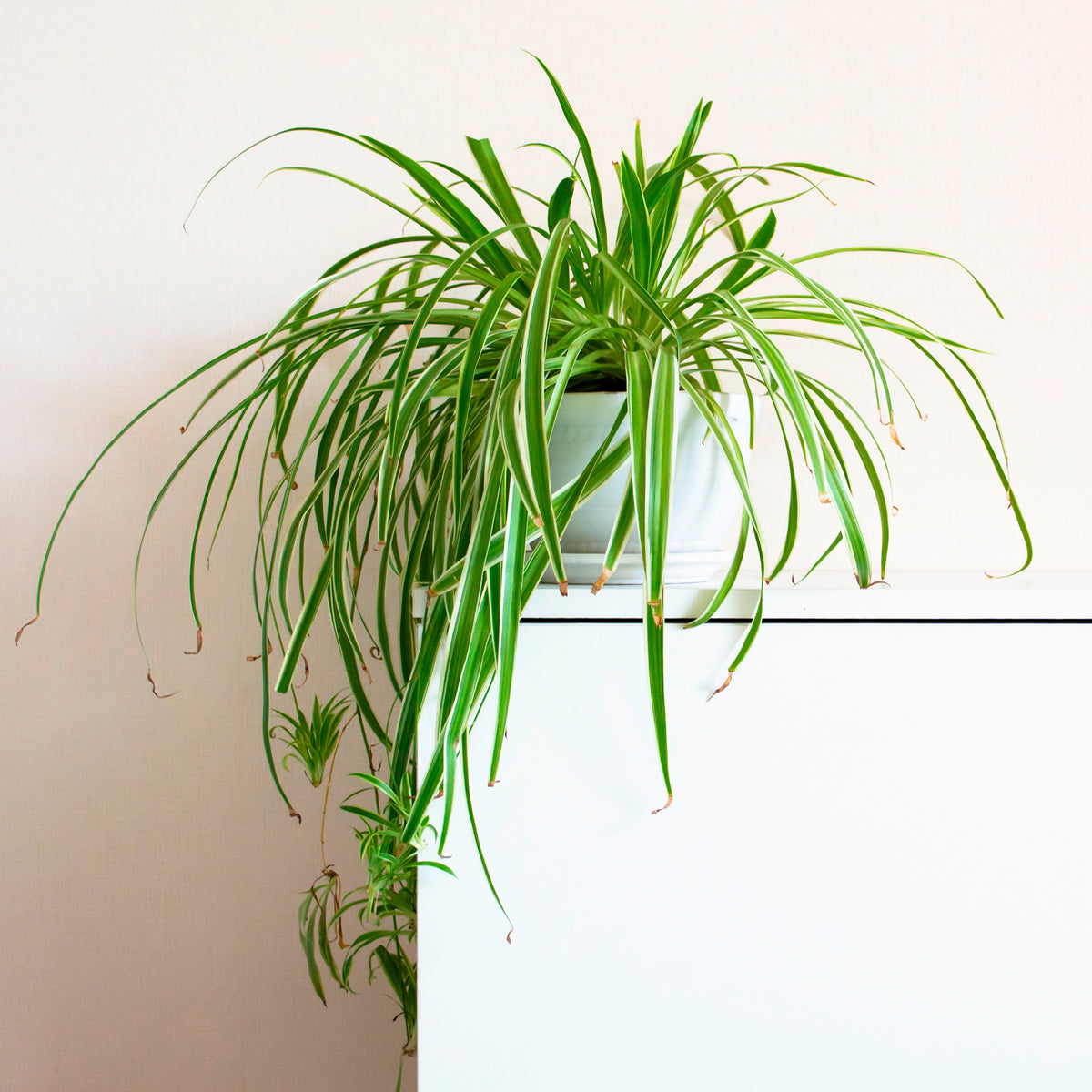 Chlorophytum comosum Vittatum - Chlorophytum comosum vittatum - Willemse