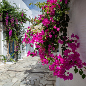 Bougainvillier Rose - Willemse