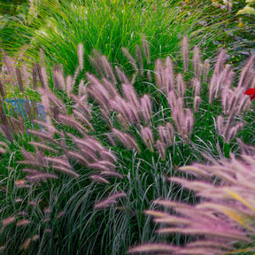 Herbe aux écouvillons Red head - Pennisetum - Willemse