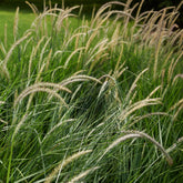 Herbe aux écouvillons d'Orient Fairy Tails - Pennisetum - Willemse
