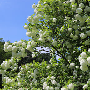 Viorne Boule de neige - Viornes - Willemse