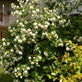 Vente Viorne Boule de neige - Viornes