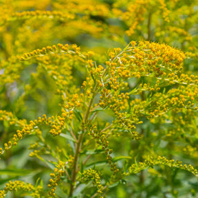 5 Solidago - Verge d'or - Willemse