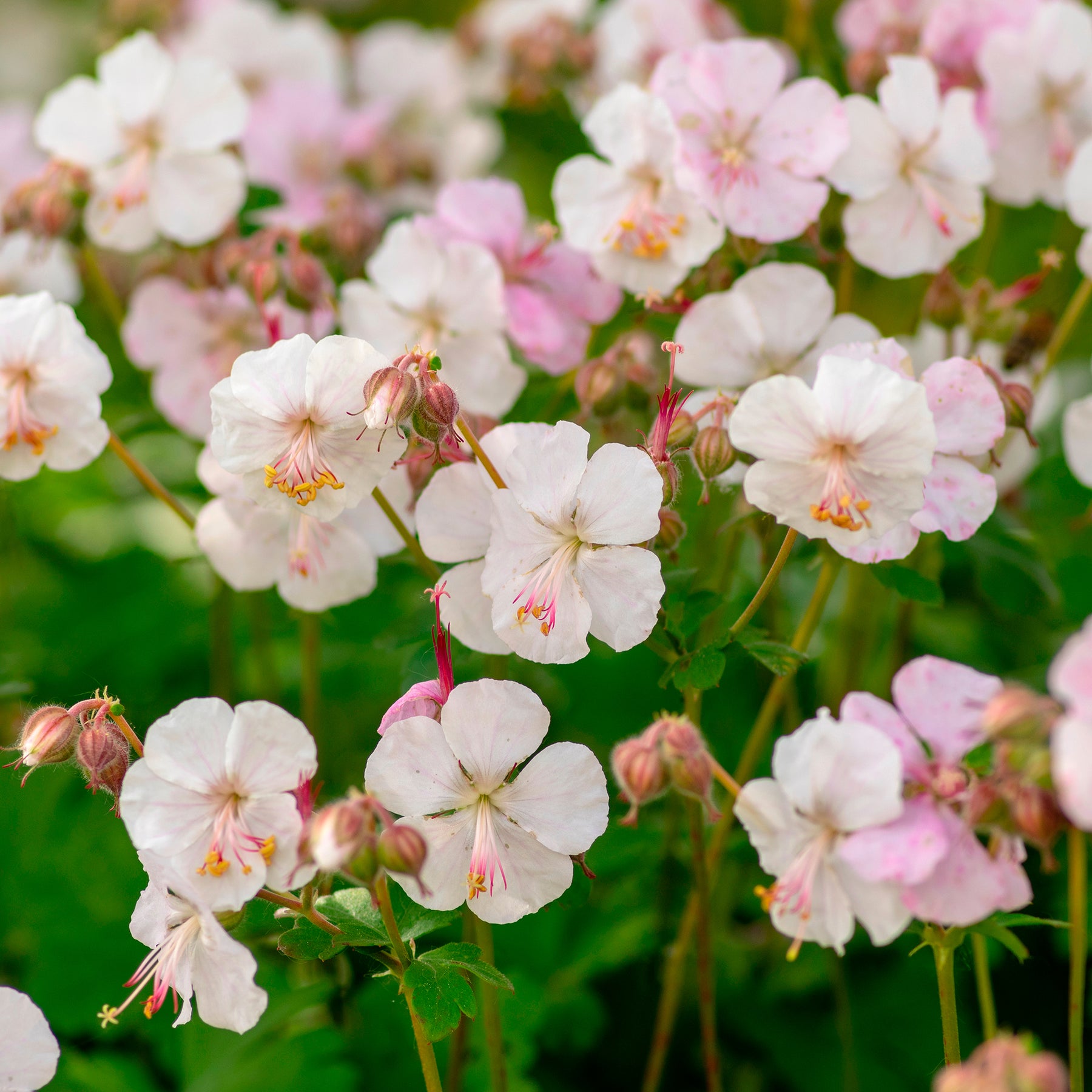 Geranium x cantabrigiense st ola - Géranium vivace sanguins Album - Géraniums vivaces