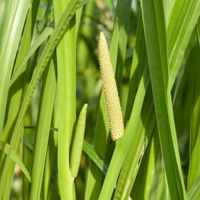 Acore odorant - Acorus calamus (kalmoes) - Willemse