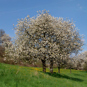 Merisier des oiseaux - Willemse