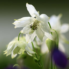 Aquilegia vulgaris stellata Green Apples - Ancolie des jardins Green Apples - Ancolie
