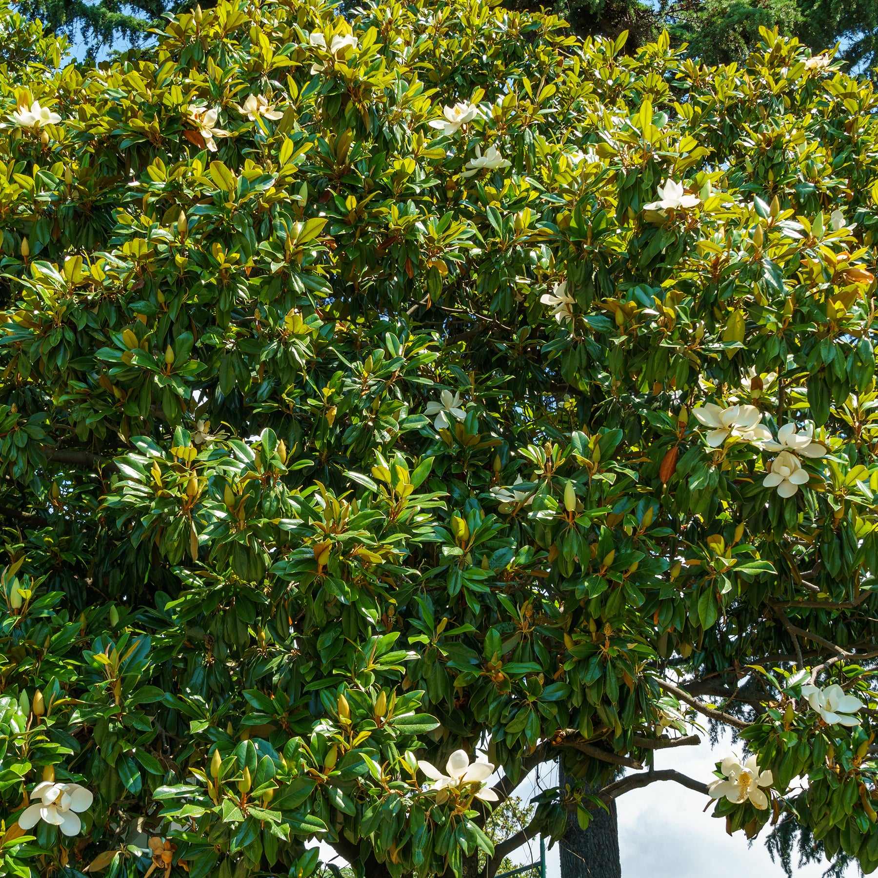 Magnolias - Magnolia grandiflora Alta - Magnolia grandiflora Alta