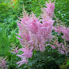 Astilbe d'Arends Anita Pfeifer - Willemse