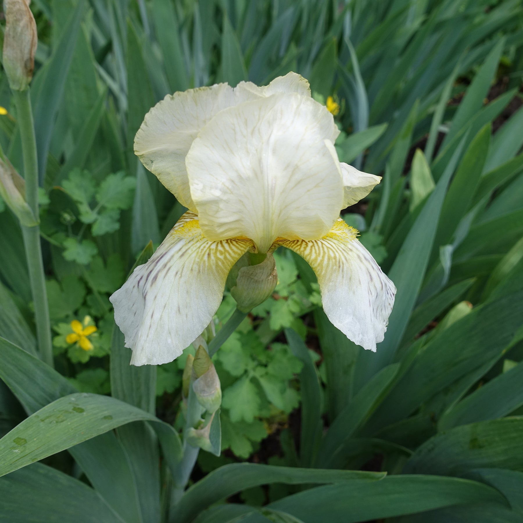 Iris de jardin Buffy - Willemse