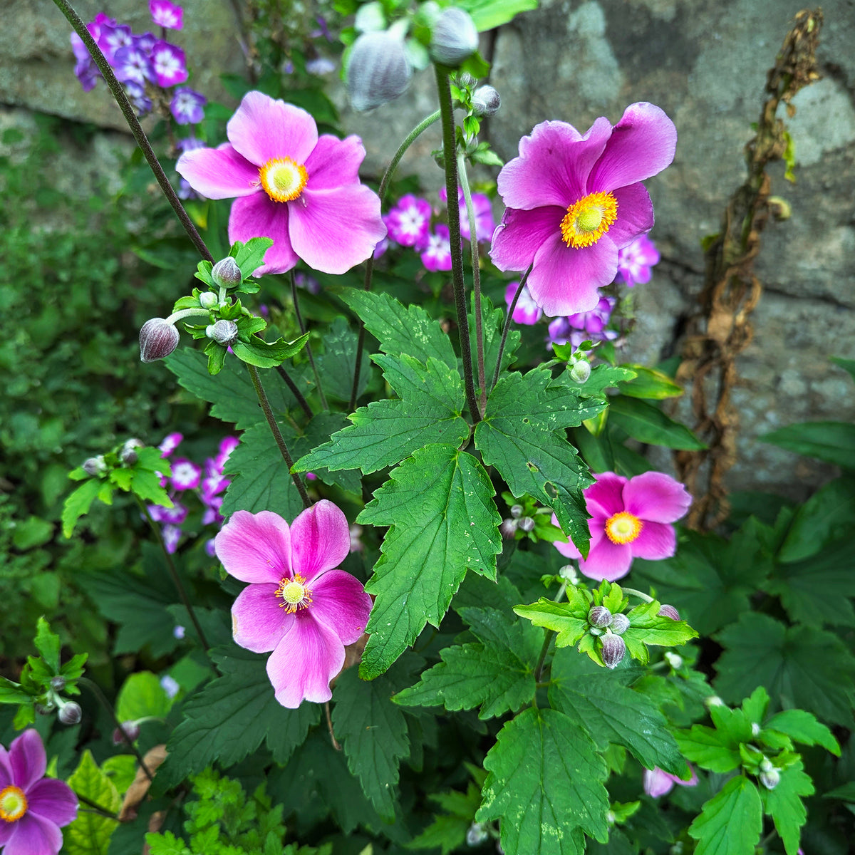 Anémone du Japon Ariel - Willemse