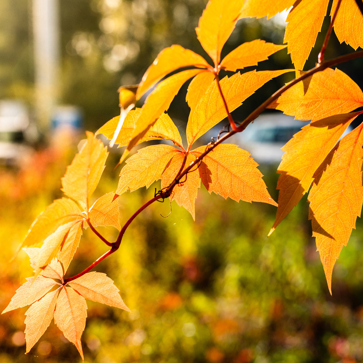 Vigne vierge Yellow Wall® - Willemse