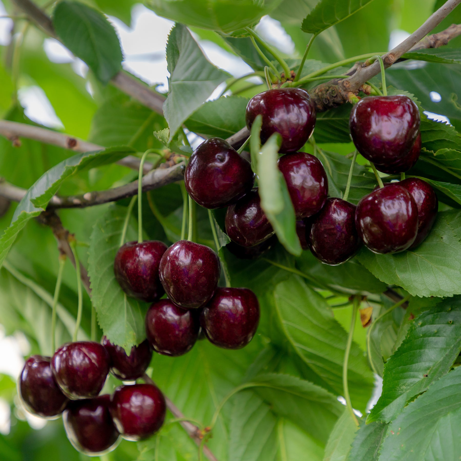 Cerisier Regina - Willemse